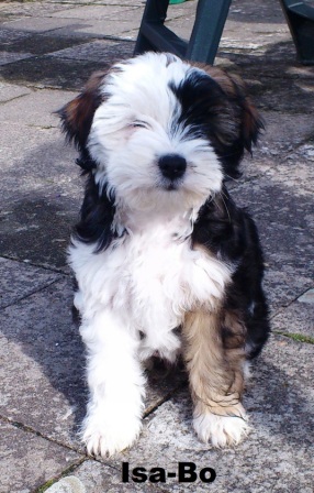 Isa-Bo